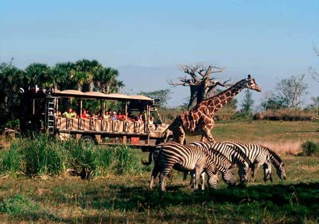 animal kingdom safari