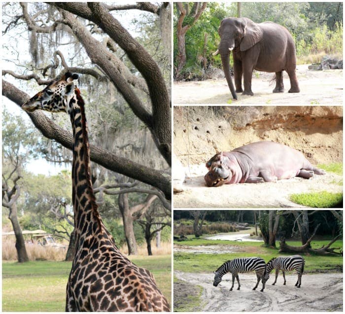 animals on safari