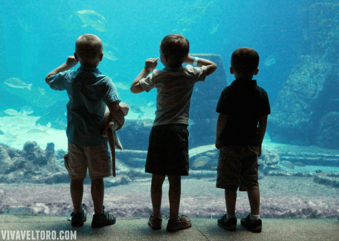 atlantis kids aquarium