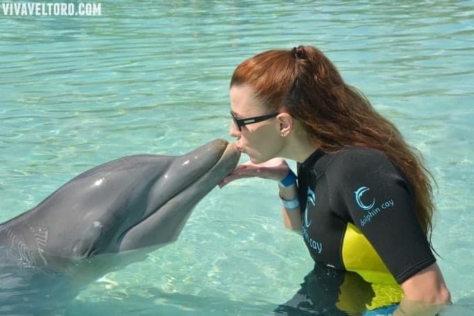 atlantis dolphin