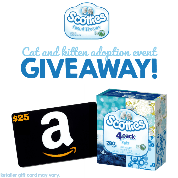 scotties adoption event