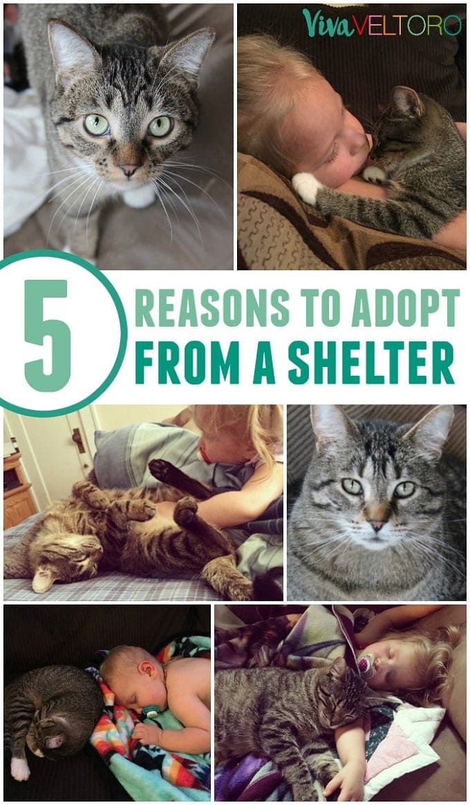 adopt a shelter pet