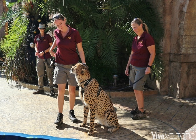 busch gardens