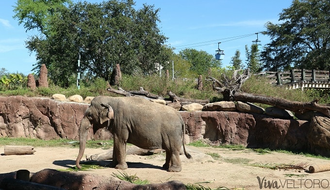 busch gardens