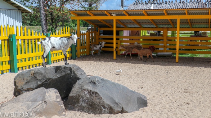 coconut bay petting zoo